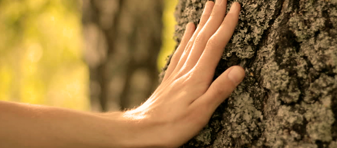 Terapia forestale